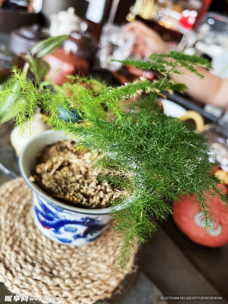 文竹