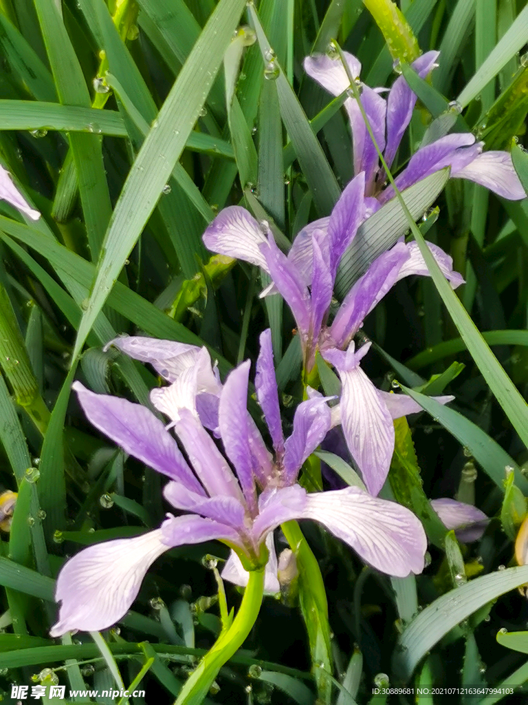 马莲花