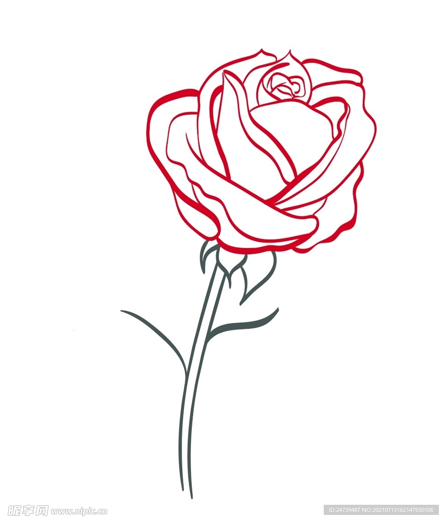 玫瑰花矢量图