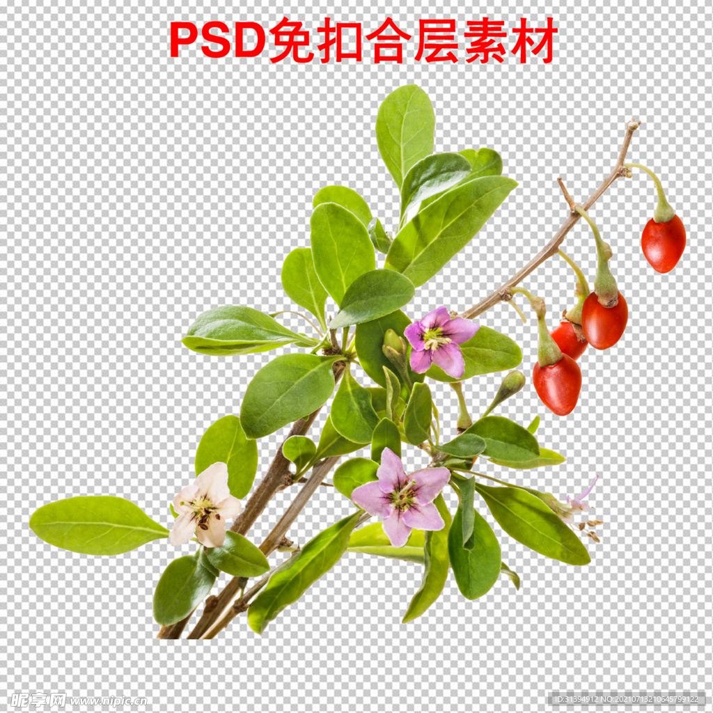 枸杞