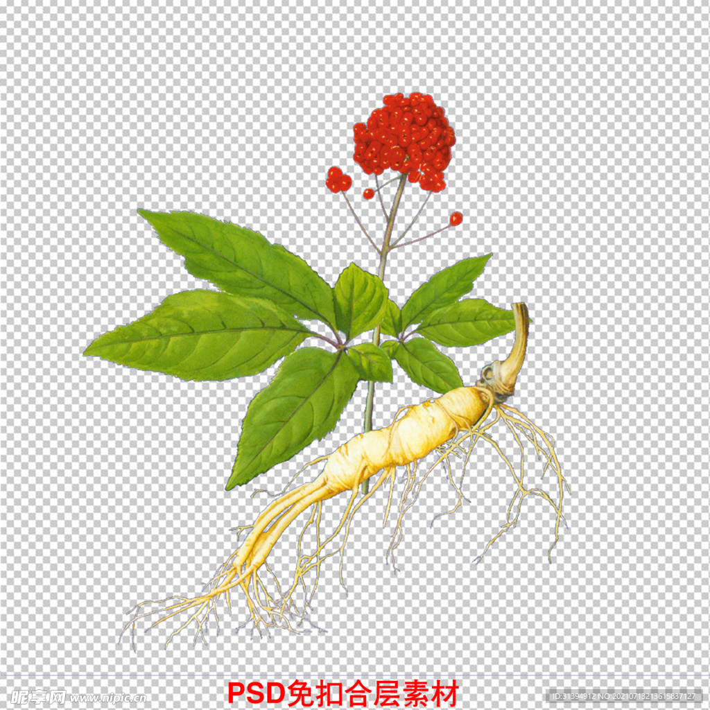 人参