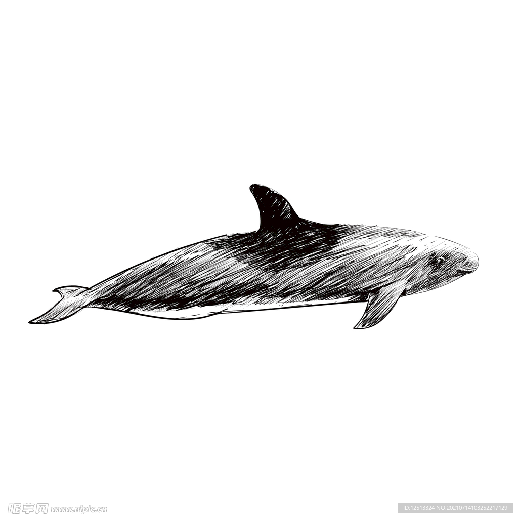 海豚