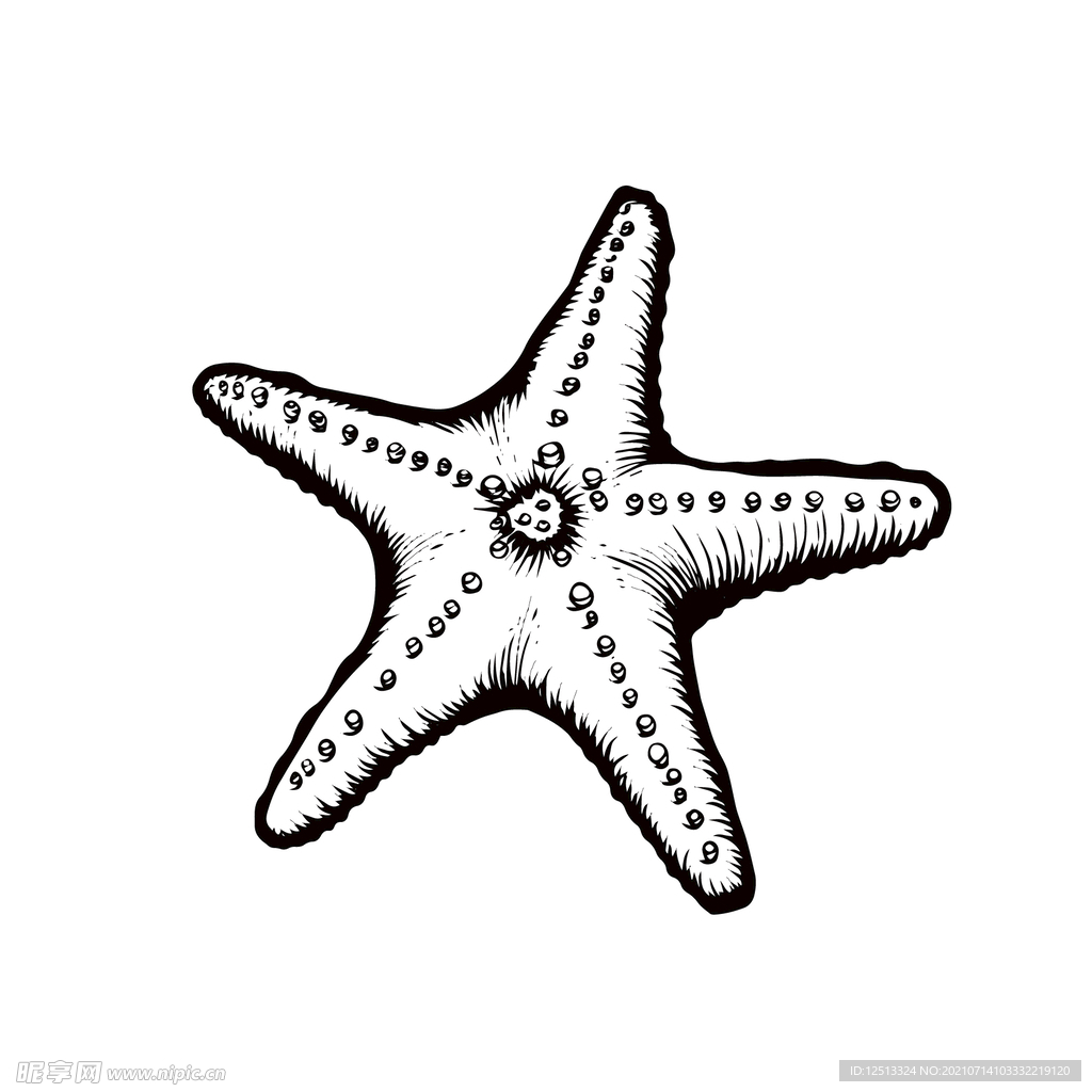 海星