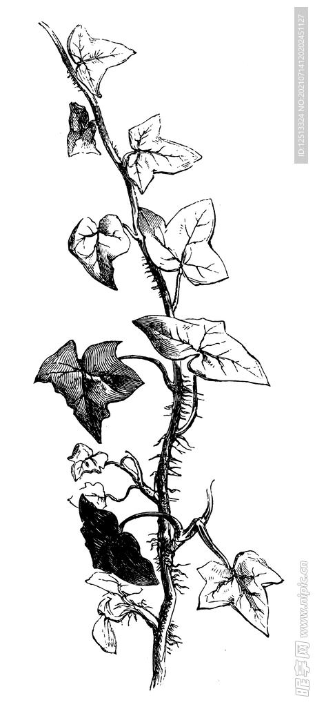 山药