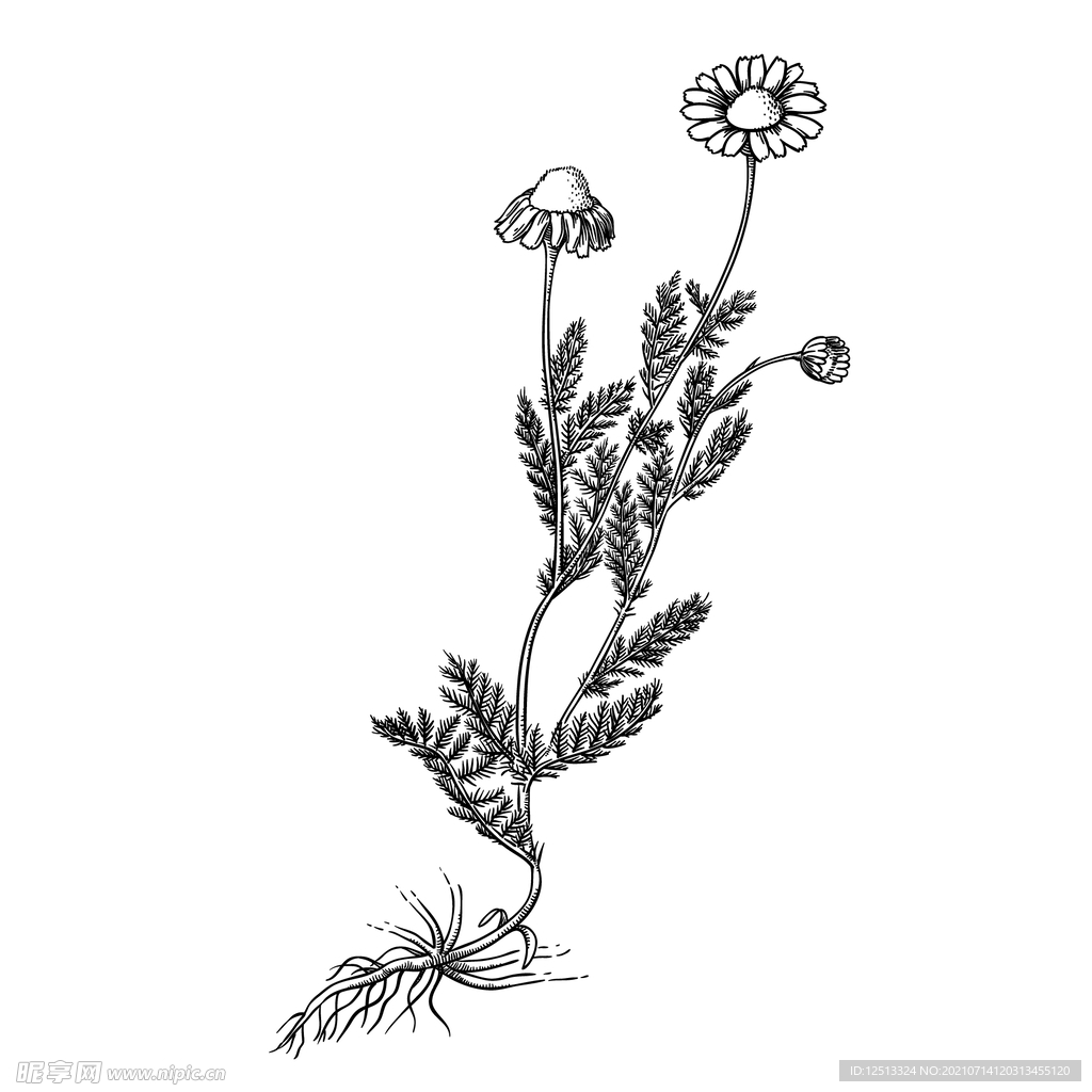 甘菊