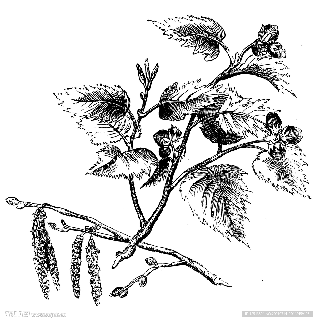 黄药子