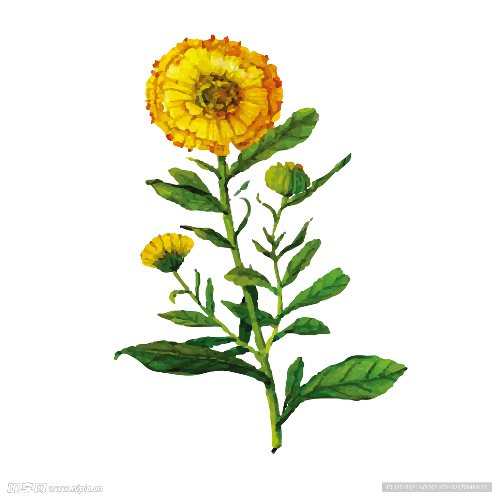 金盏花