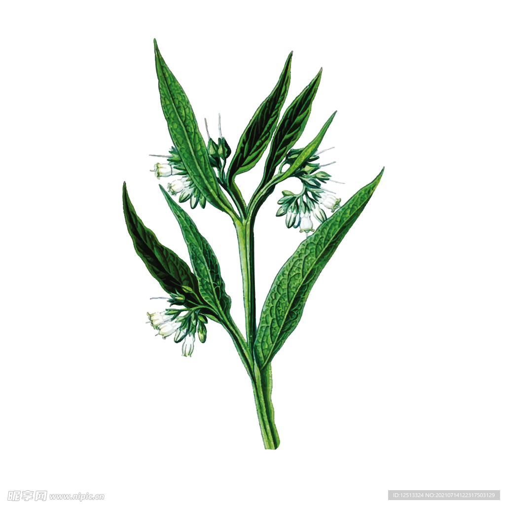紫草