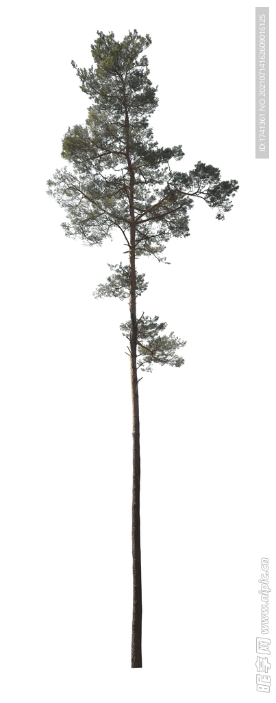 树