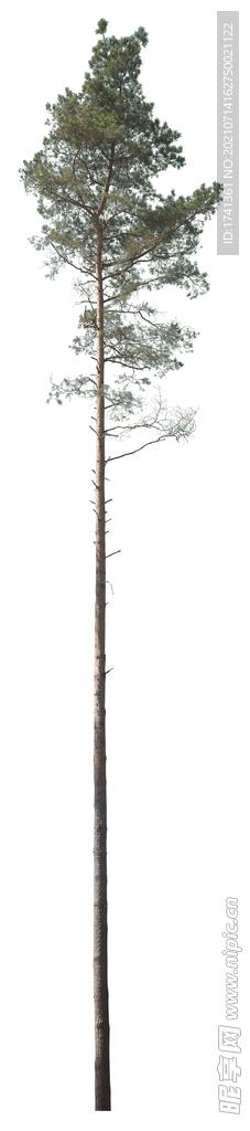 树