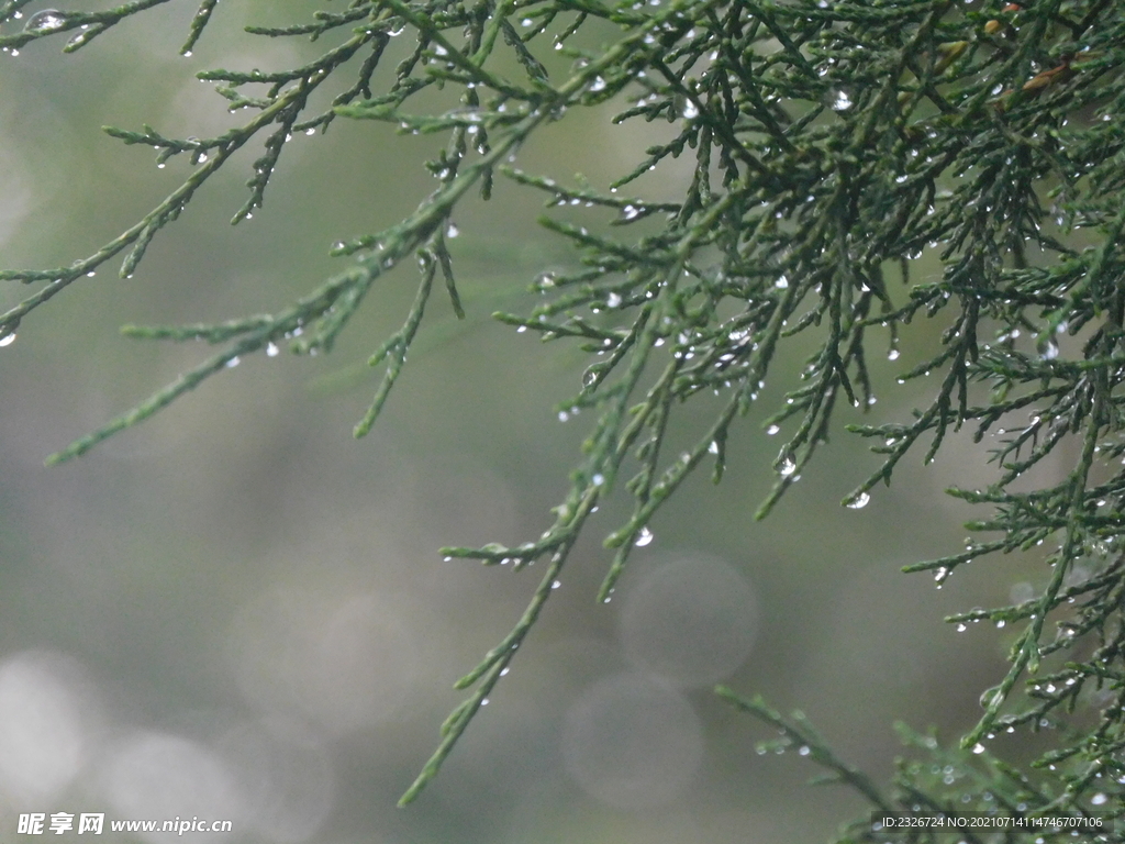 柏叶 雨后 雨水 露珠
