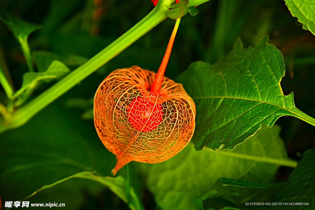 植物 灯笼