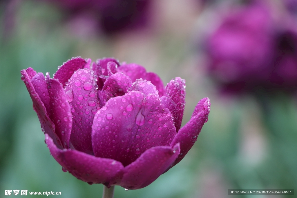 漂亮的郁金香鲜花
