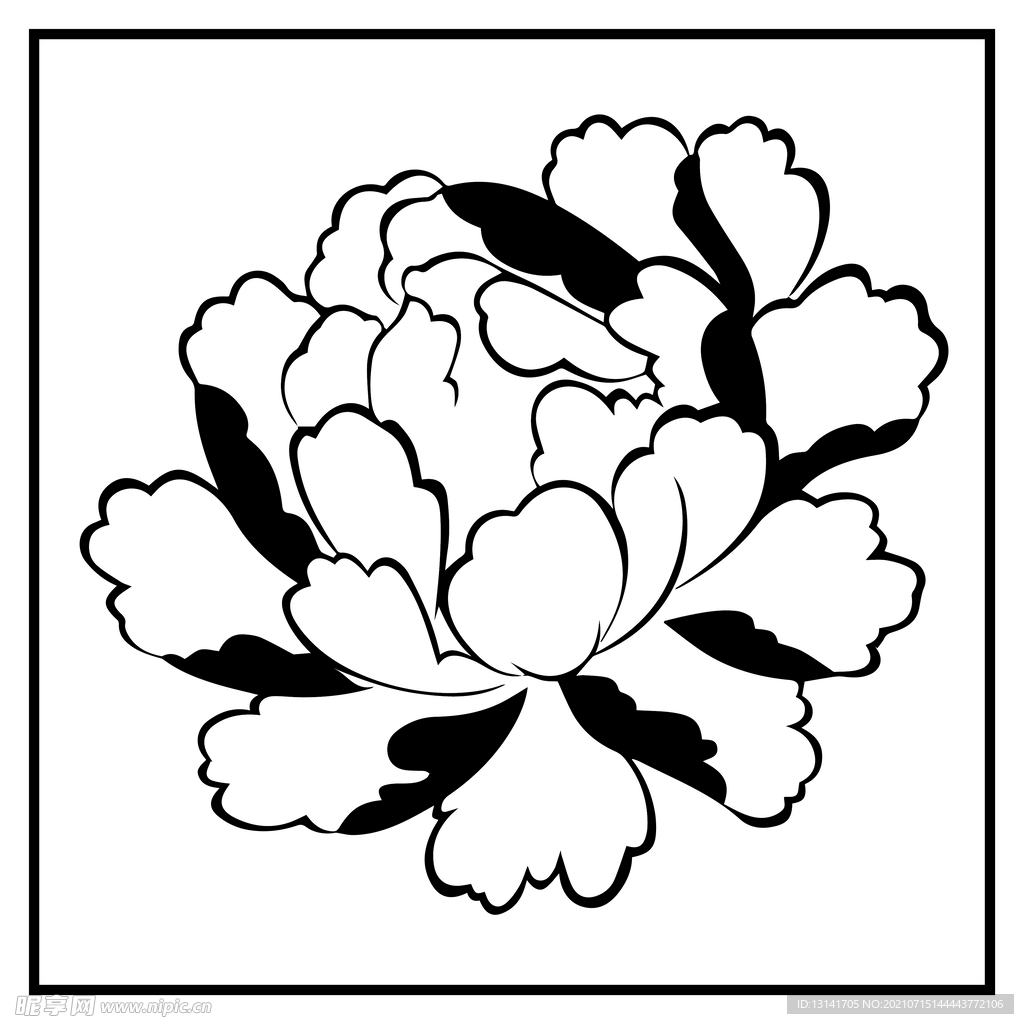 牡丹花