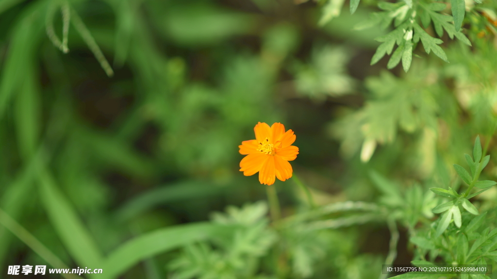 花