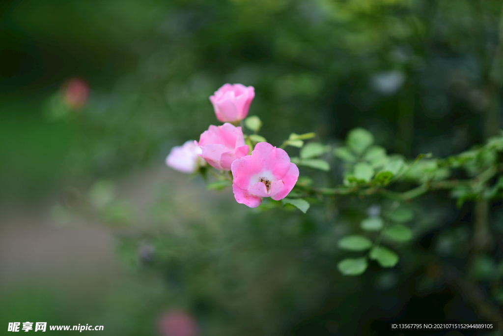 花