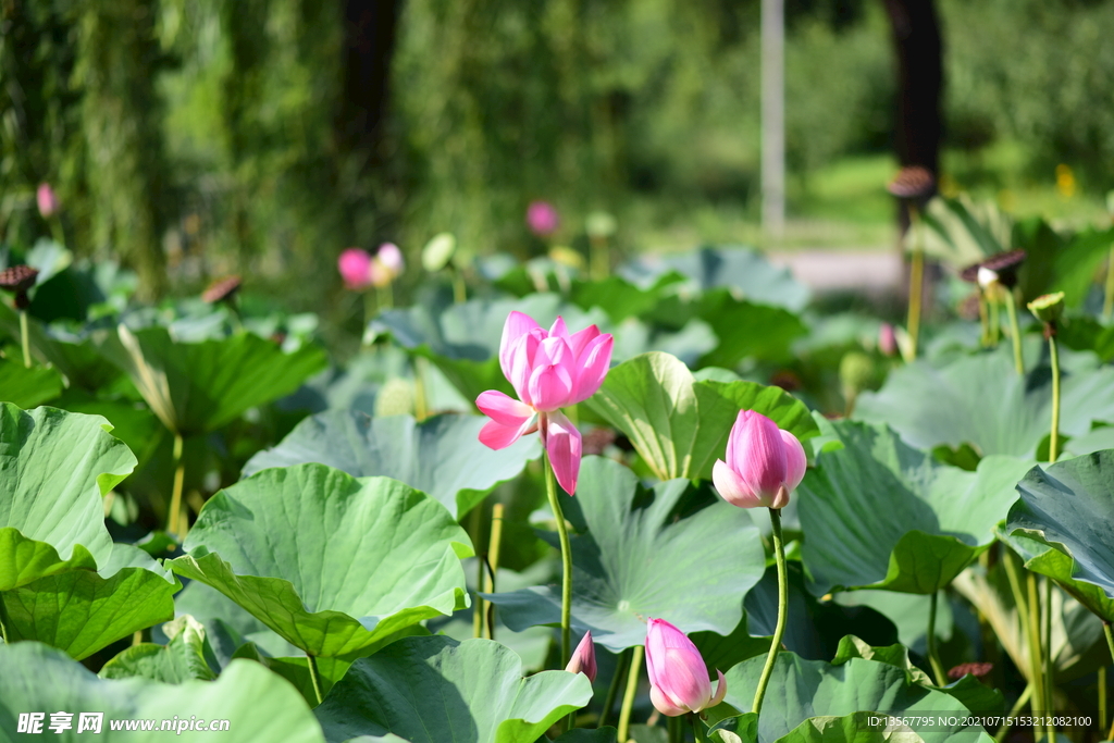 荷花