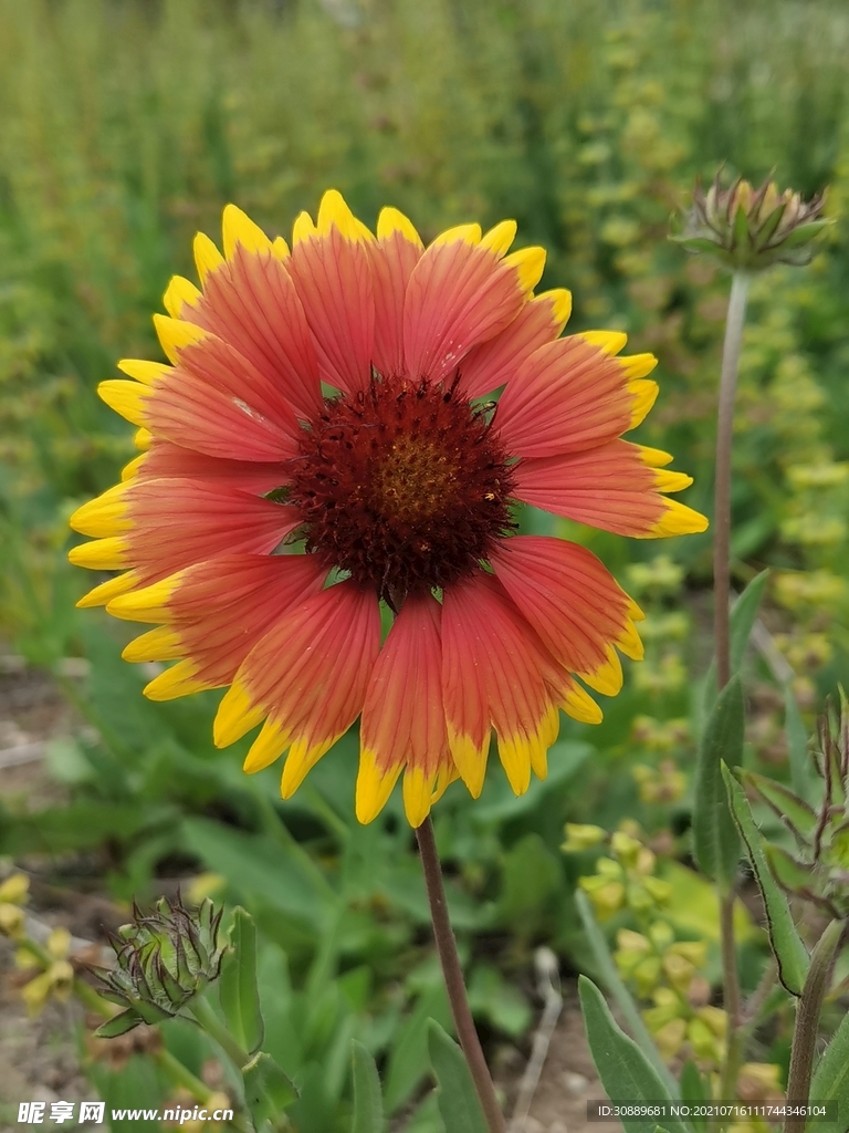 花