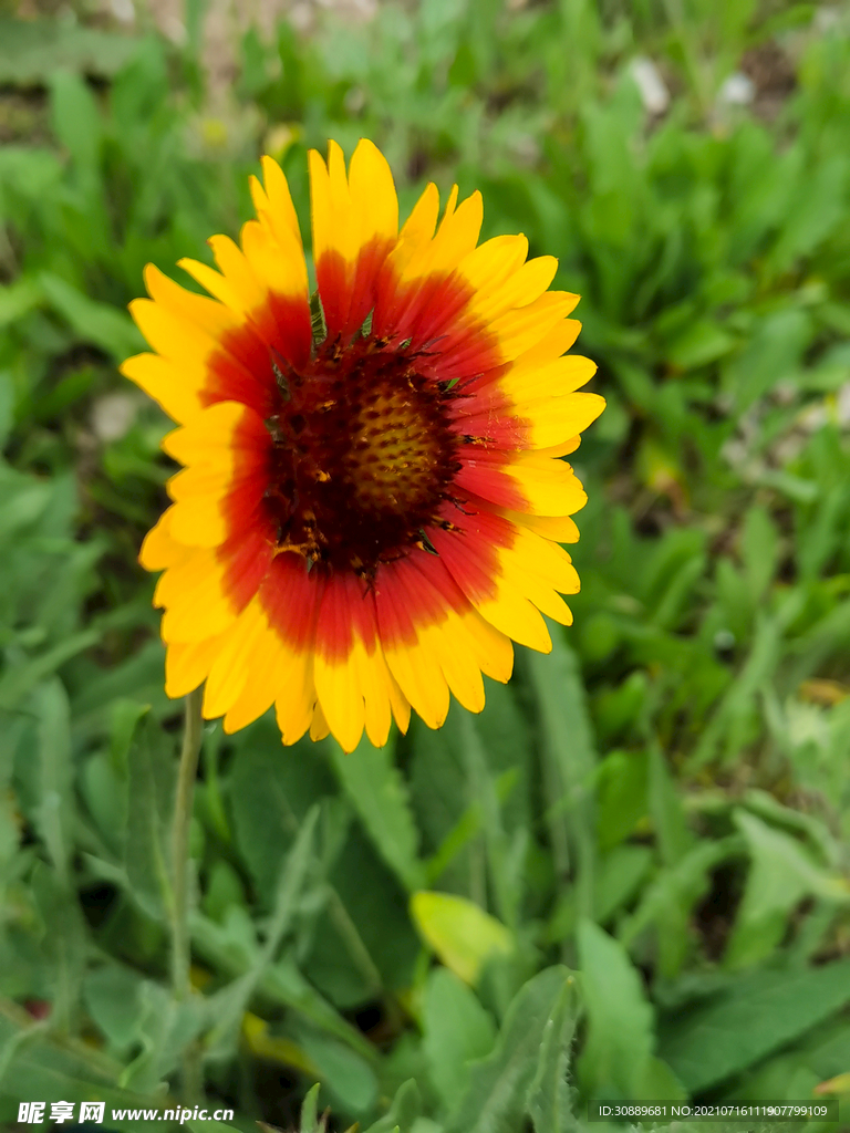 花