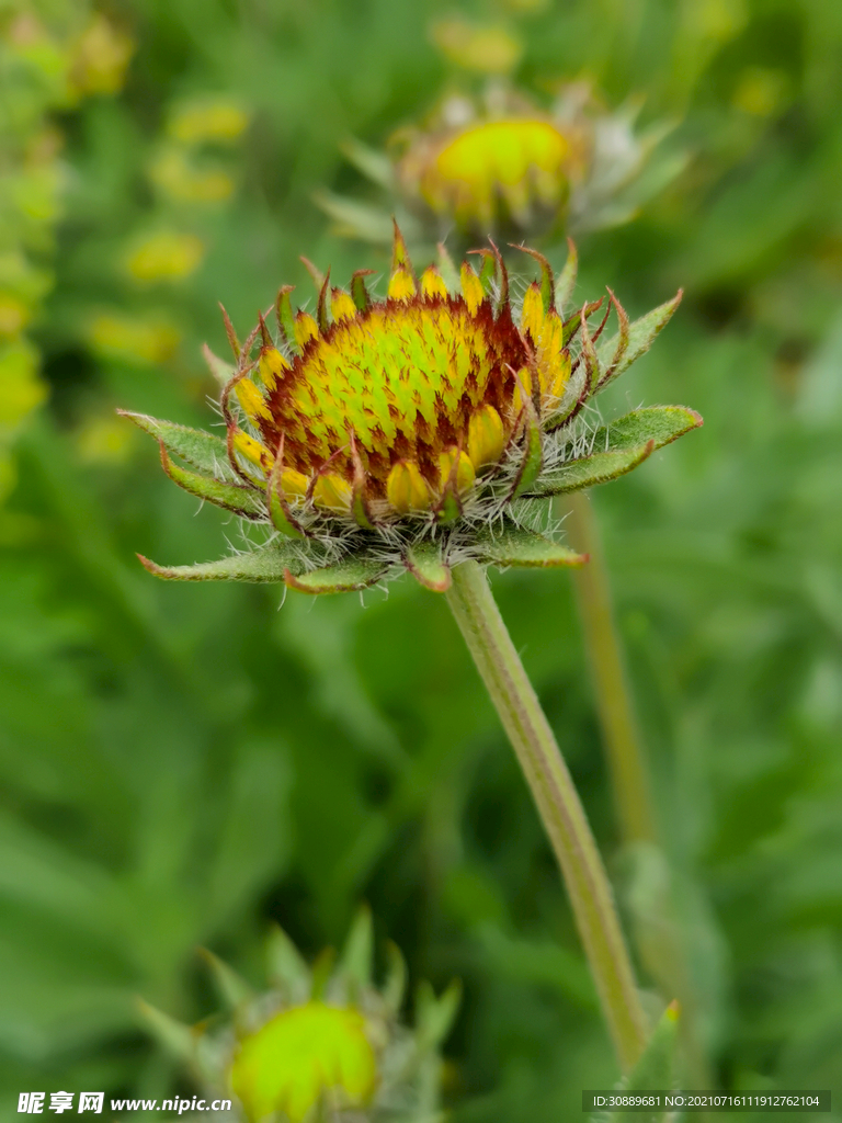 花