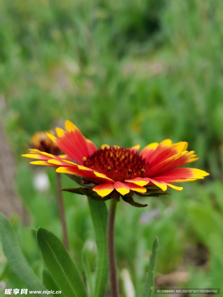 花