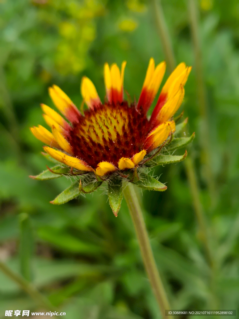 花