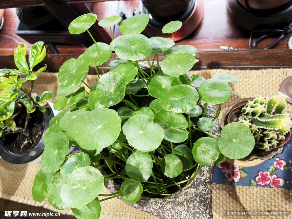 铜钱草