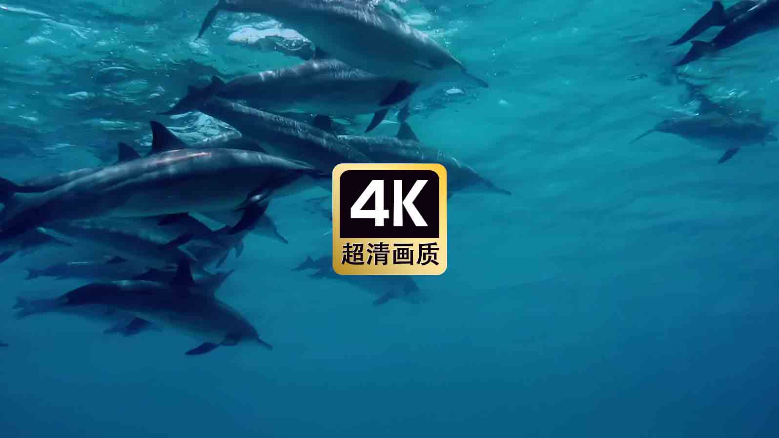 短视频素材浅海游泳的海豚