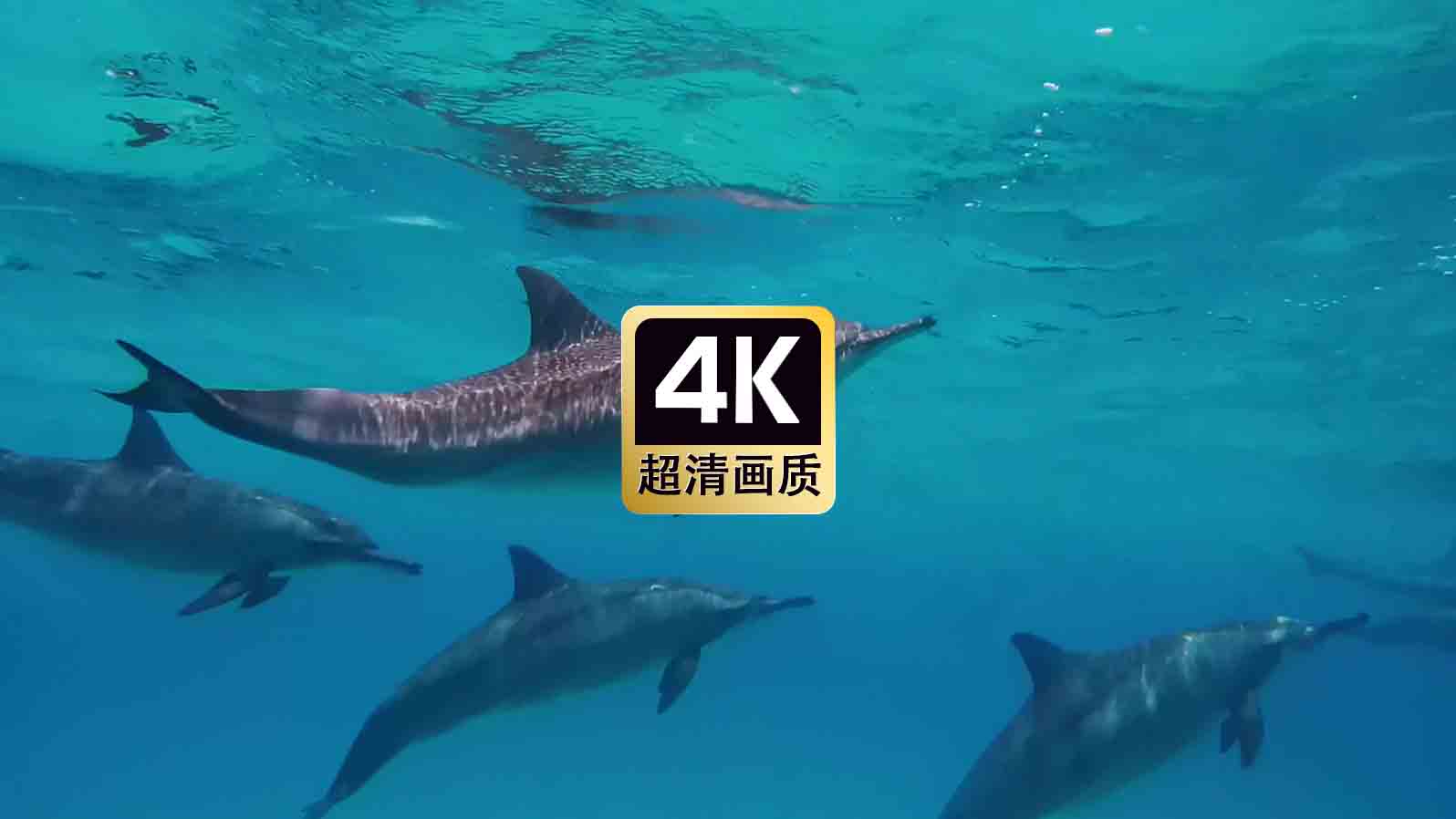 短视频素材海里海豚群