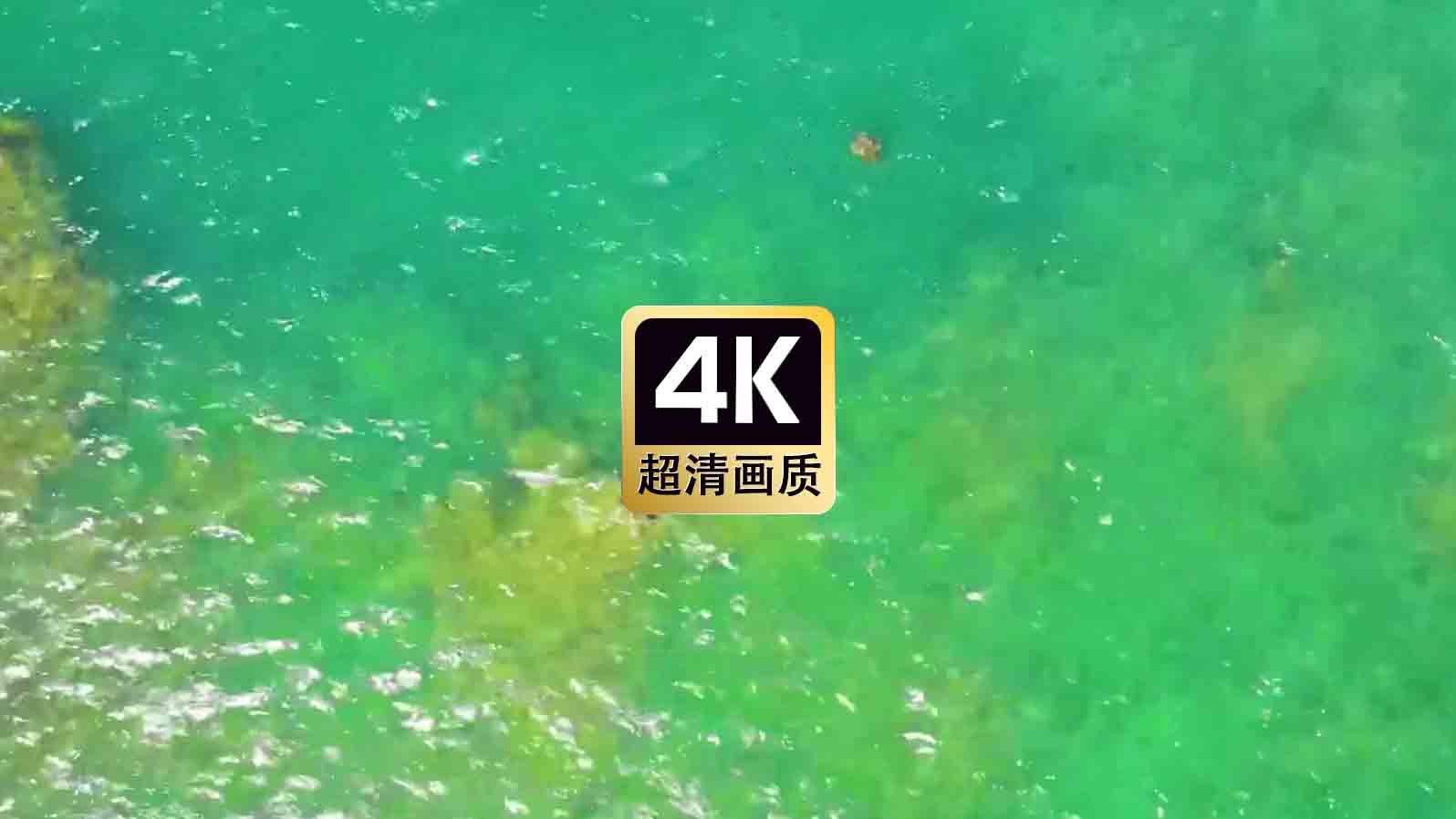 短视频素材航拍海面上海龟游泳