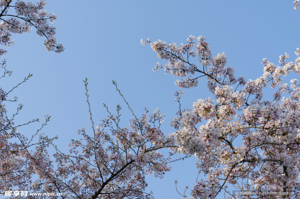 樱花