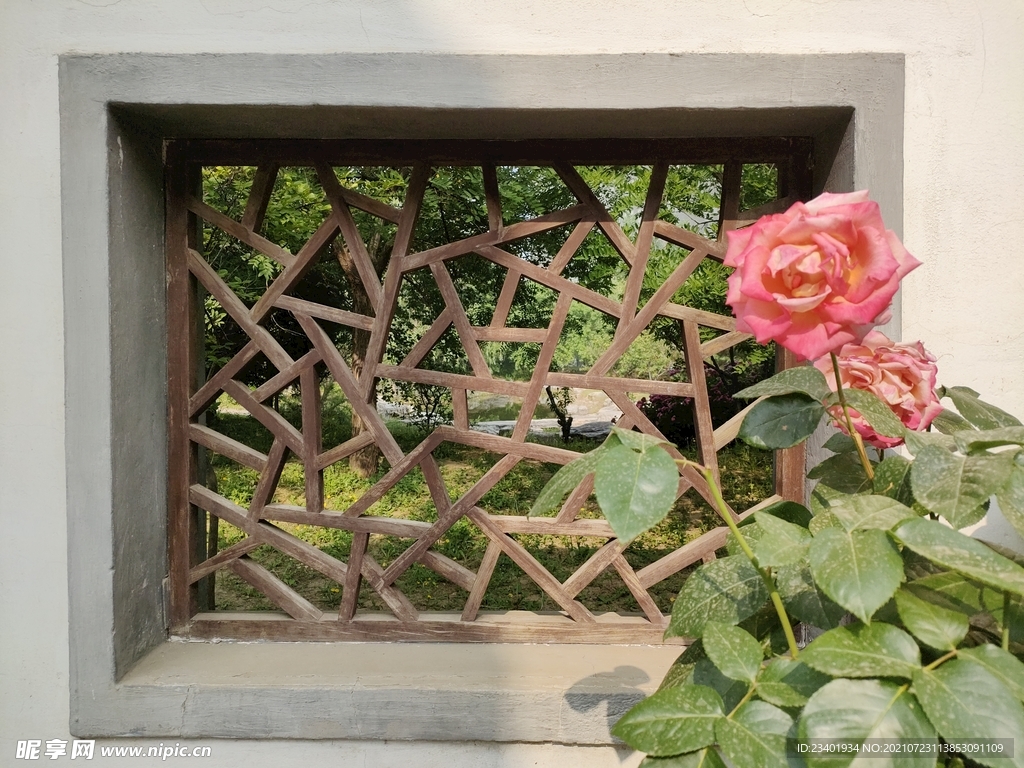 夏日木窗格和粉色月季
