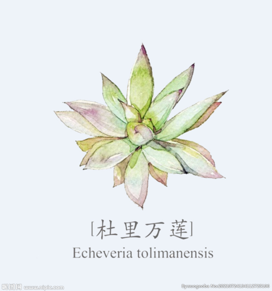 png格式植物花卉手绘素材