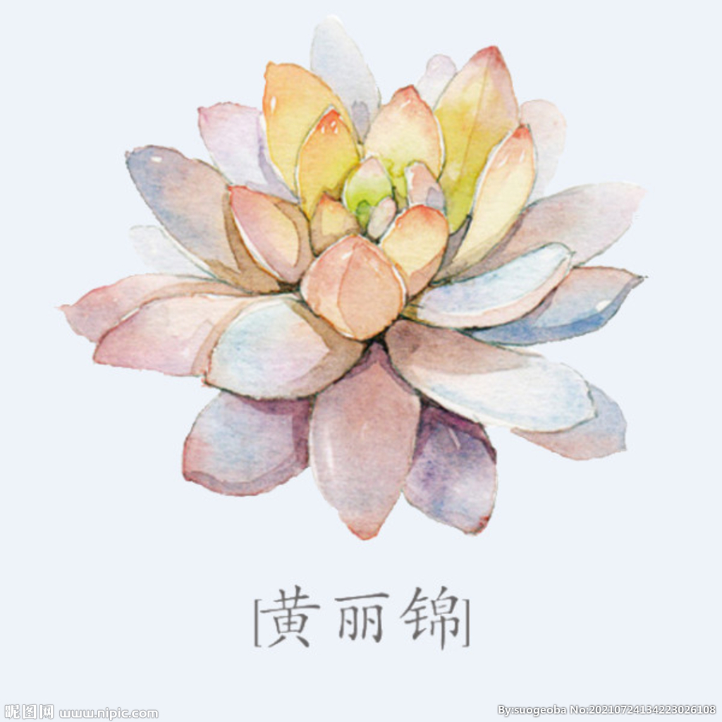 png格式植物花卉手绘素材