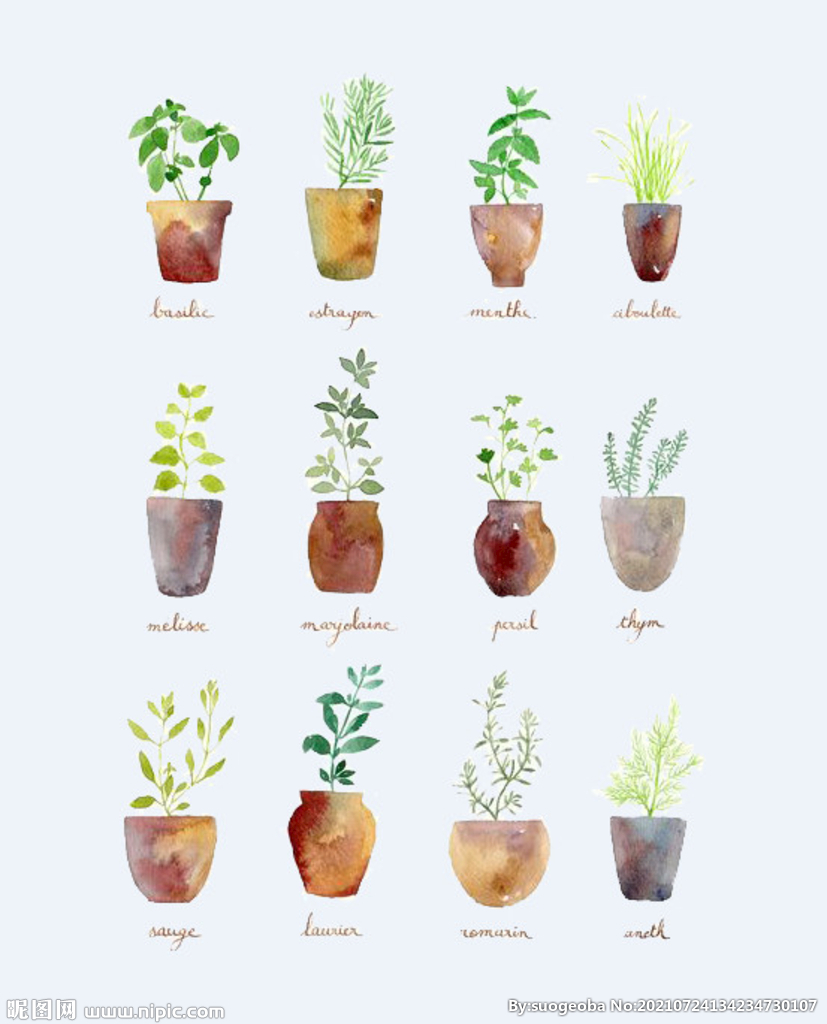 png格式植物花卉手绘素材