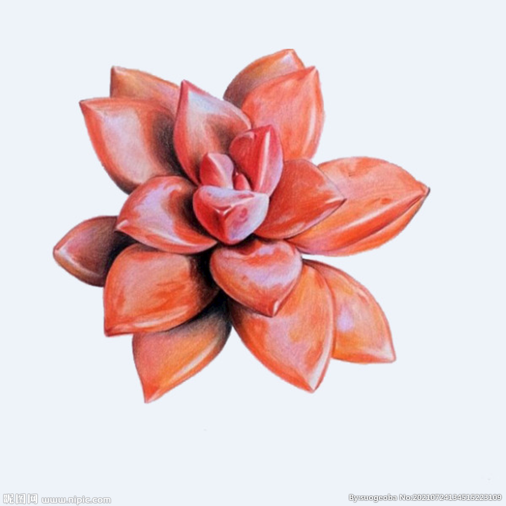 png格式植物花卉手绘素材
