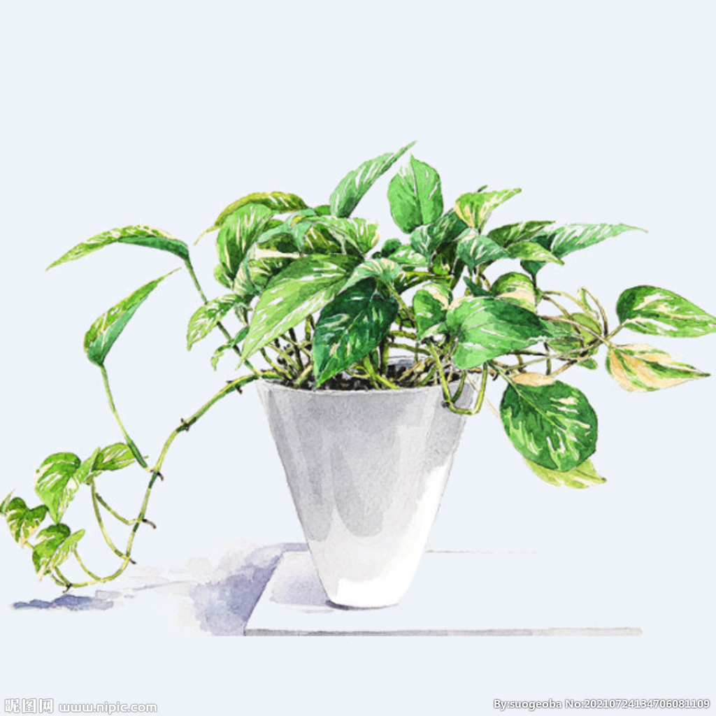 png格式植物花卉手绘素材