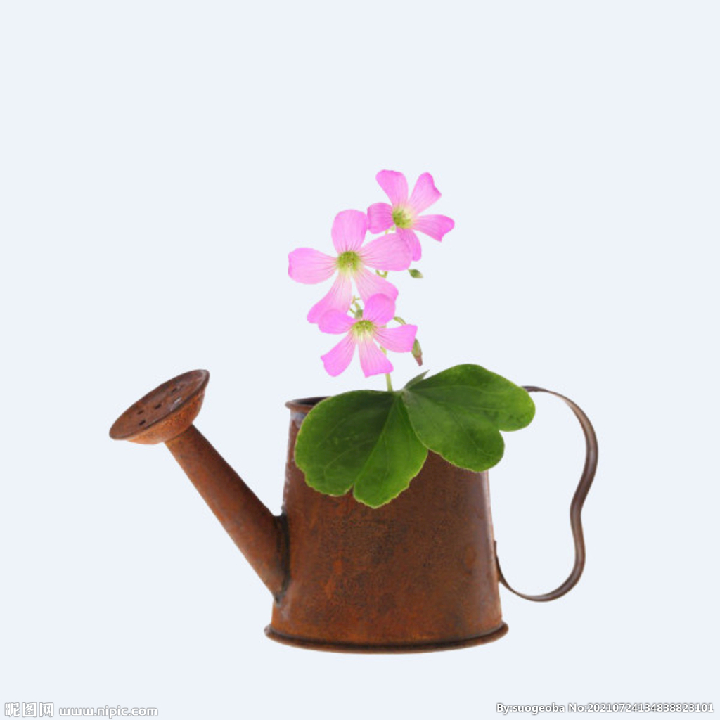 png格式植物花卉手绘素材