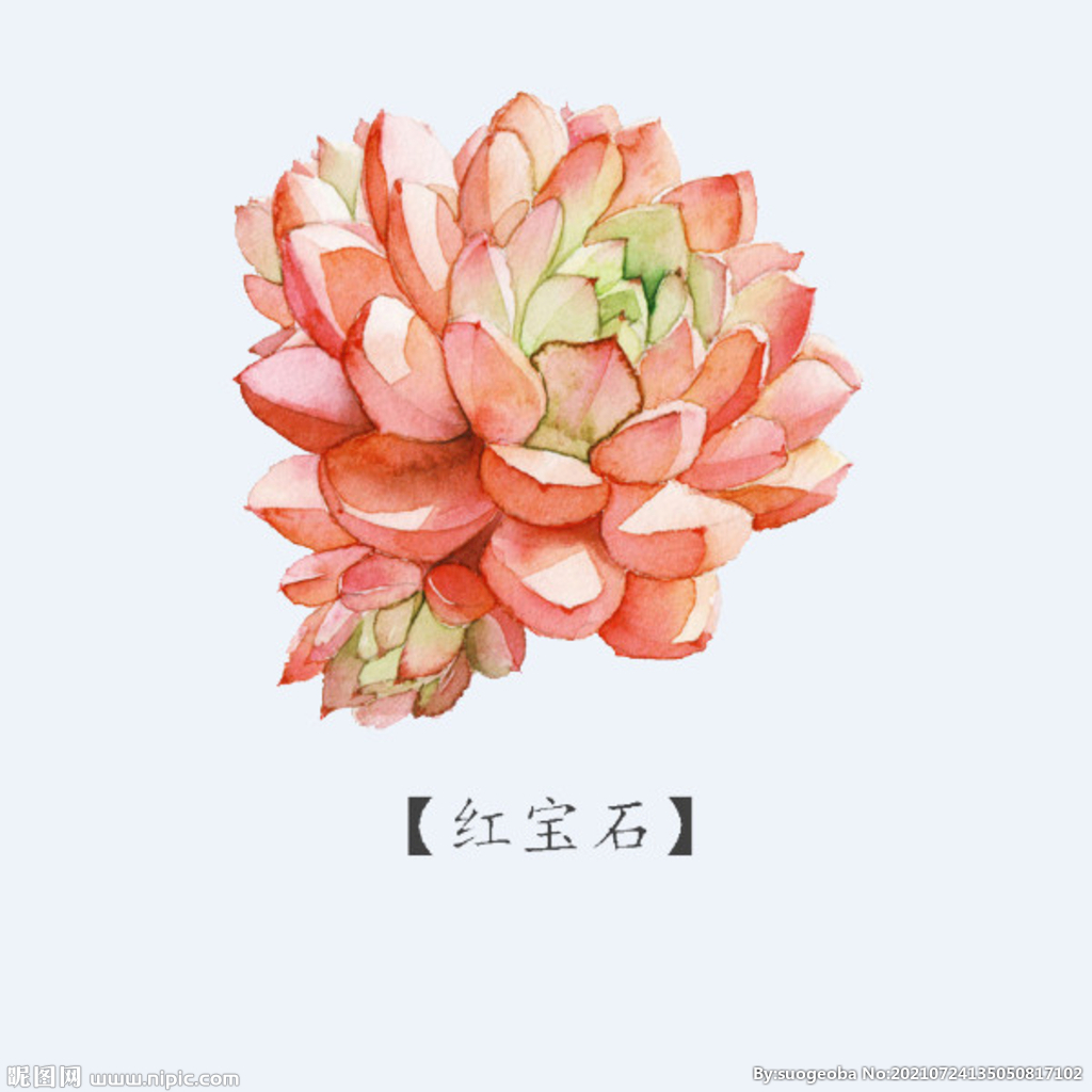 png格式植物花卉手绘素材