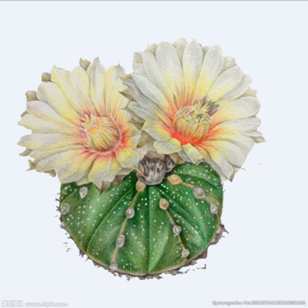 png格式植物花卉手绘素材