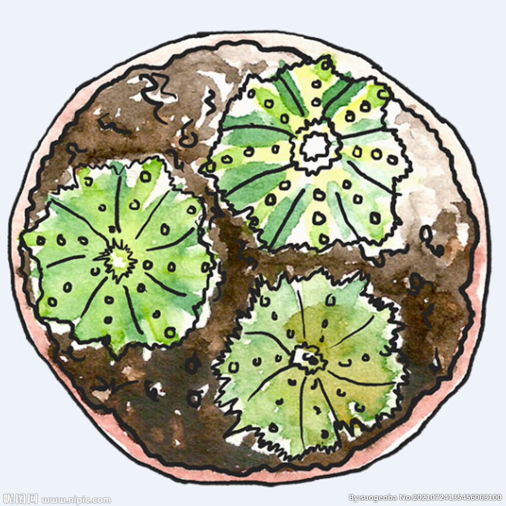 png格式植物花卉手绘素材