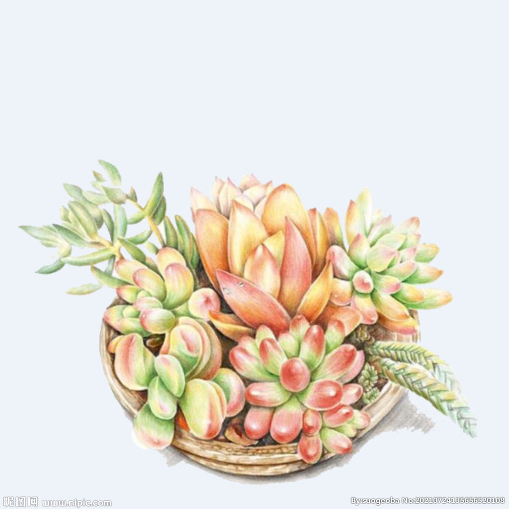 png格式植物花卉手绘素材