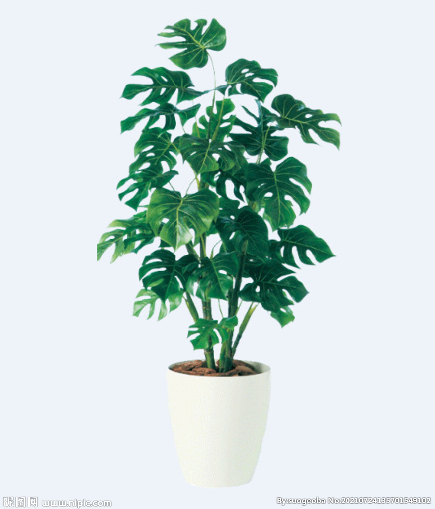 png格式植物花卉手绘素材