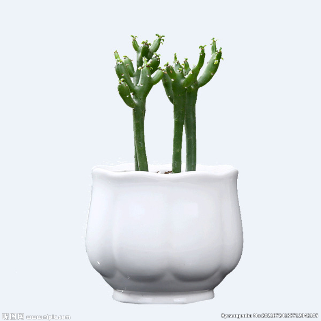 png格式植物花卉手绘素材