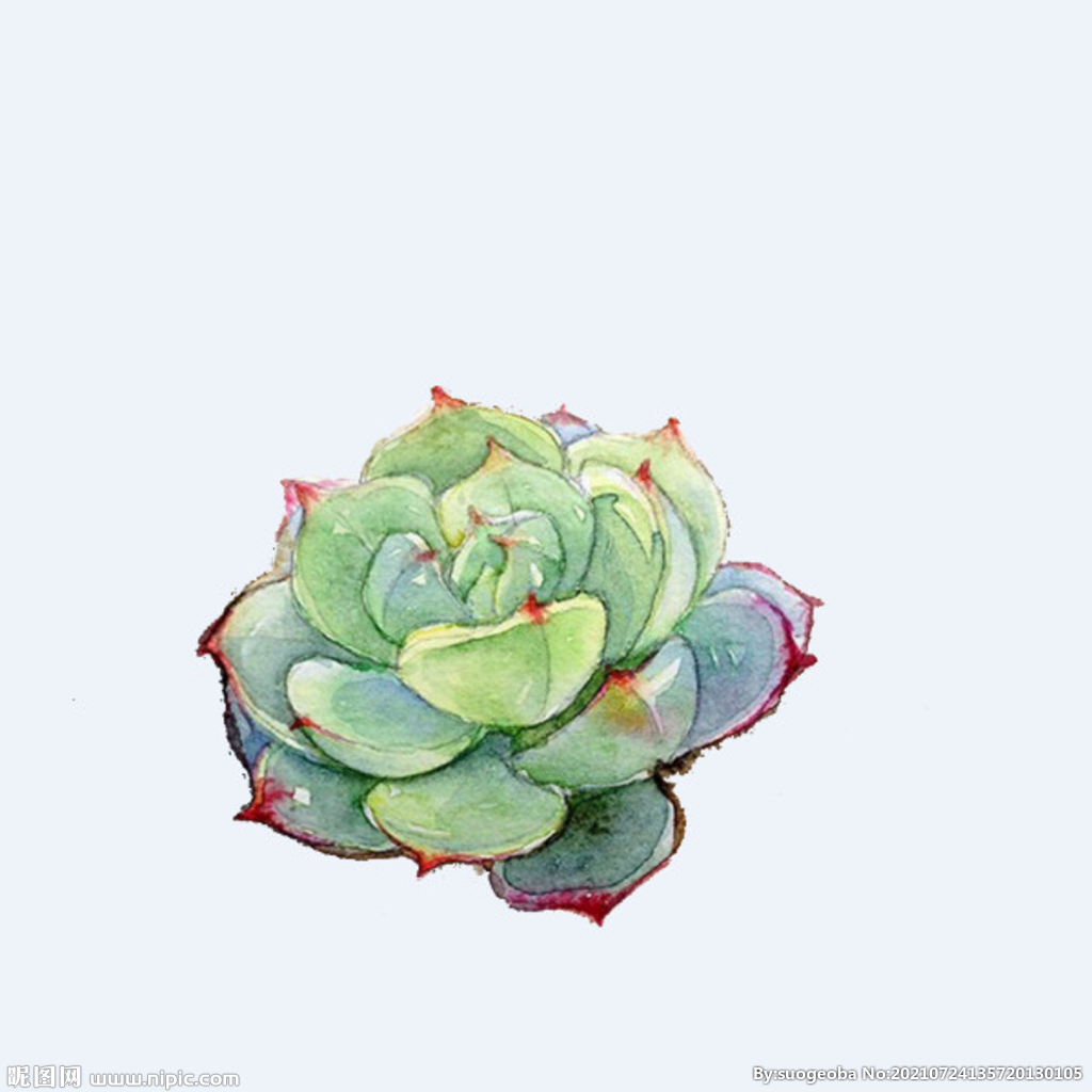 png格式植物花卉手绘素材