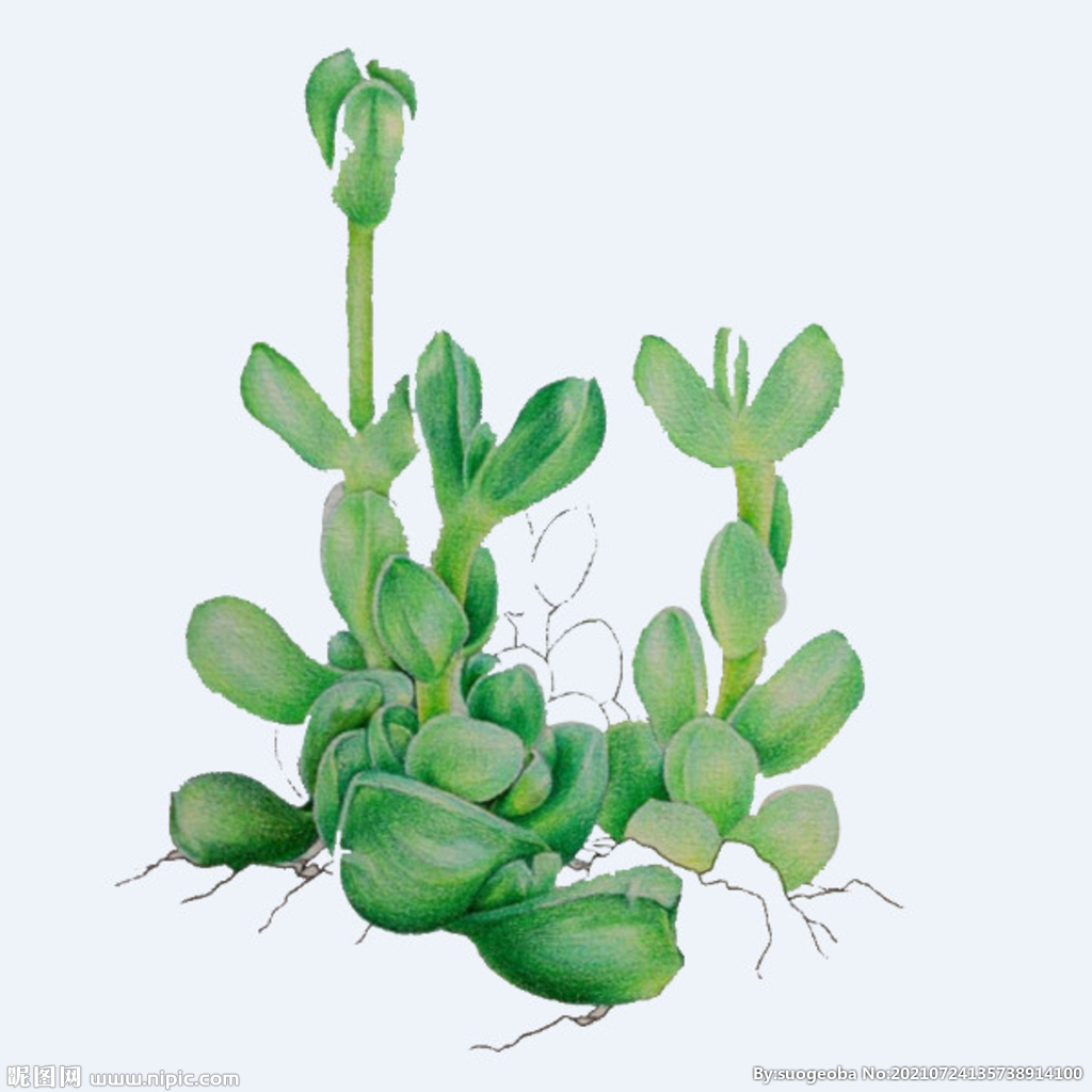 png格式植物花卉手绘素材