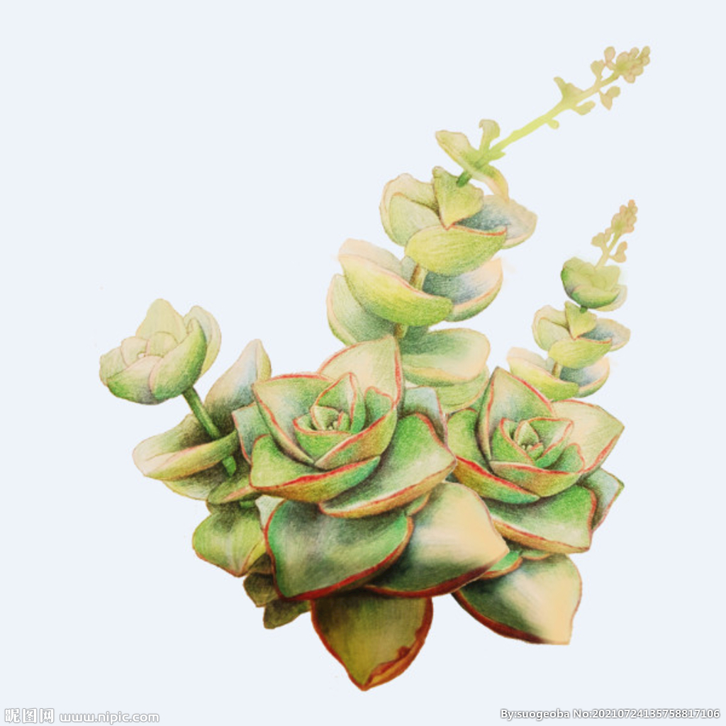 png格式植物花卉手绘素材