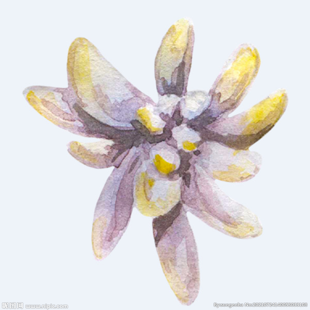 png格式植物花卉手绘素材