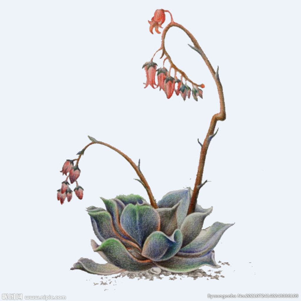 png格式植物花卉手绘素材