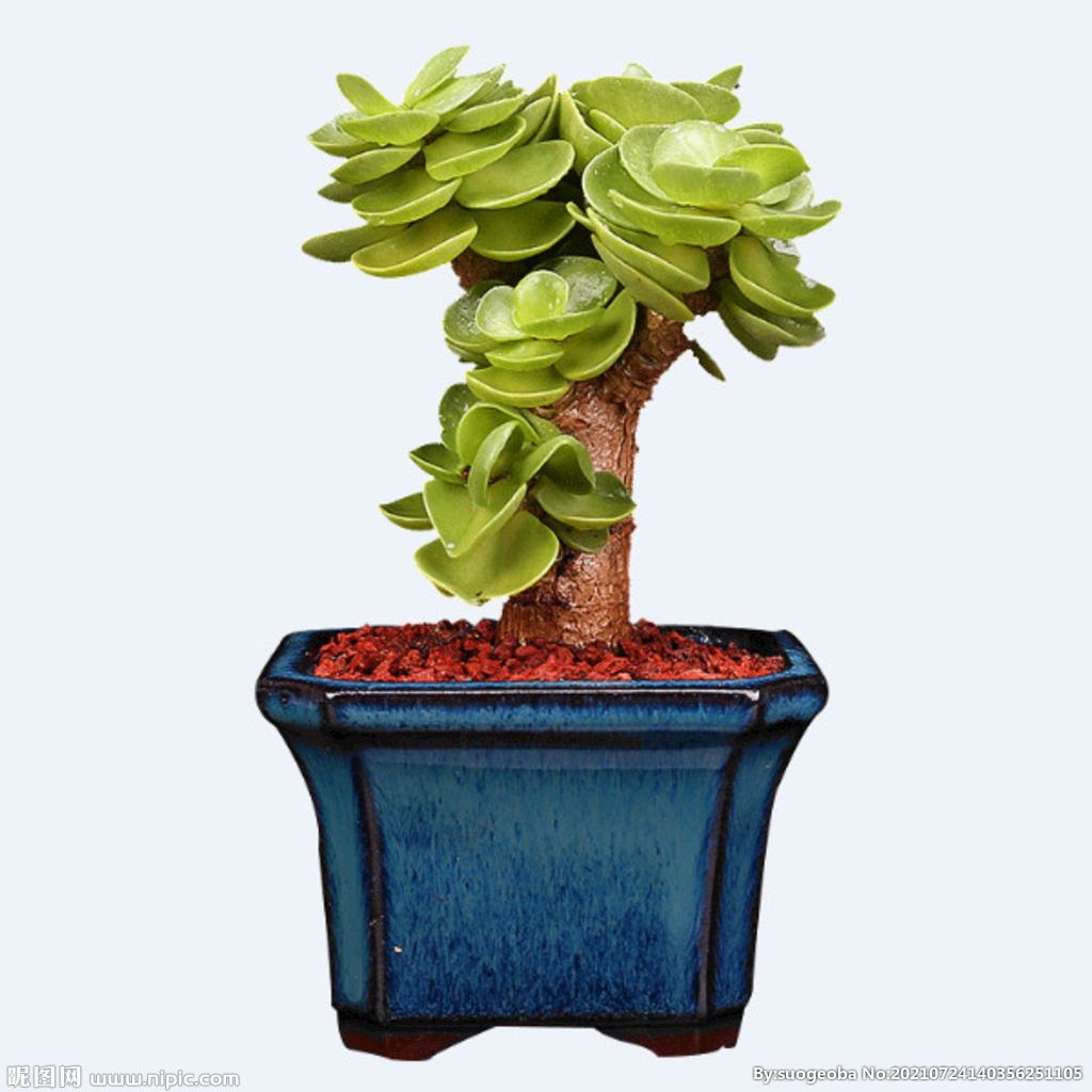 png格式植物花卉手绘素材